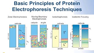 SERVA Webinar Protein Elektrophorese  Die Grundlagen Deutsch [upl. by Merri931]