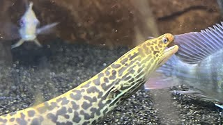 Freshwater Moray Eel Eely Dan [upl. by Gnehs]