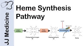 Heme Synthesis Pathway [upl. by Noneek748]