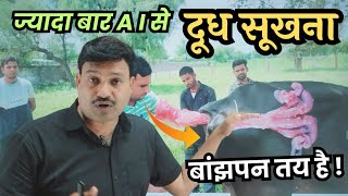 ज्यादा बार A I से दूध सूखना 😱 बांझपन तय है  Artificial Insemination Cattle [upl. by Tommy]