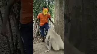 Monkey eating gold 🪙 biscuit 🍪 chiks shorts chhotudada mrindianhacker viral monkeys funny [upl. by Abas663]