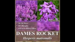 Dames Rocket Seed Queen’s Gilliflower  Hesperis matronalis FLOWER SEEDS on wwwMySeedsCo [upl. by Negrom]