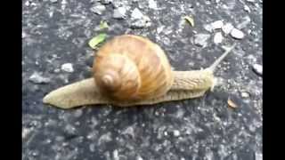 Escargot  En Direct Un caca descargot [upl. by Amalee566]