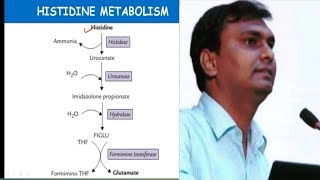 Histidine metabolism and related disorders  Hisidinemia  Biochemistry [upl. by Gianni]