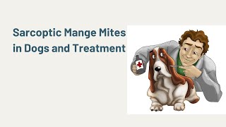 Sarcoptic Mange Mites in Dogs and Treatment [upl. by Glassman97]