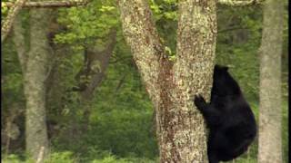 Black Bears  National Park Animals for Kids [upl. by Jennette]