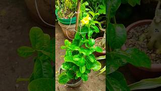 allamanda flower  allamanda plant care [upl. by Fitzpatrick]