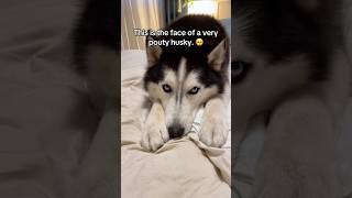 Prayers for Archer please in this his darkest hour 🐺🥺🙏 siberianderpskies husky huskies [upl. by Skinner889]