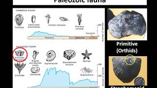 Lecture 2 Ordovician and Silurian [upl. by Lehrer]