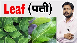 पत्ती  Parts of a Leaf 🍃  Step by Step Drawing  Know How Its Works by Khan Sir [upl. by Ahasuerus]