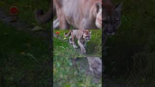 Real Cougar Sounds  High Quality  Strange Cougar Experience  4K shorts [upl. by Emirak]