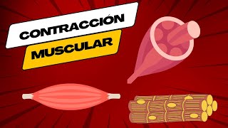 Contracción Muscular Fisiología [upl. by Korfonta]