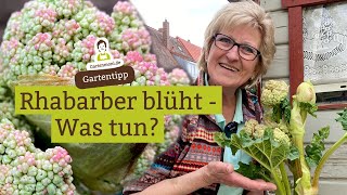 Rhabarber blühlt Was tun RhabarberBlüte stehen lassen abschneiden oder abdrehen essen [upl. by Ainegue113]