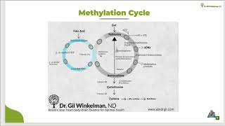 Methylation CycleQuick Take [upl. by Dorwin]