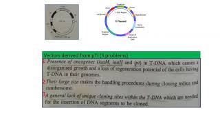 Ti plasmid and Agrobacterium mediated gene transfer to plant cells [upl. by Keraj]