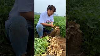 Peanut 🥜🥜 Harvesting by Rural Farmer  High Yielding Peanut Farming shorts satisfying farming [upl. by Juliette]