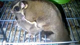 Sugar Glider Kawin  Mating [upl. by Hands]