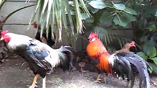 東天紅と声良鶏の日常 長鳴鶏の鳴き声 Longcrowing chicken Tôtenko [upl. by Nirda757]