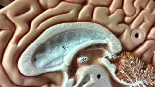 Pituitary and Pineal Glands on brain model [upl. by Melone366]