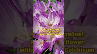 Осіння квітка колхікумAutumn flower colchicum garden flowers autumnflowers [upl. by Bina]