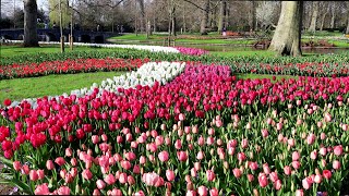 Keukenhof 2022  Enjoy Springtime in Keukenhof Garden  4K [upl. by Vincenta]