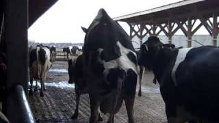 Heat Detection in Dairy Cattle [upl. by Naie]