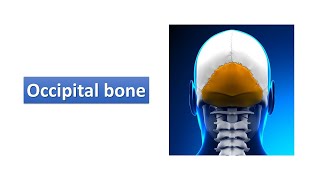 Occipital bone Prof Ashfaqur Rahman [upl. by Sacttler]