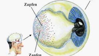 Der Sehvorgang  wie Farbe entsteht [upl. by Kellby]