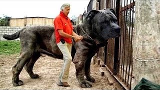 The Most Dangerous Dog Breeds Banned Around the World [upl. by Enicul804]