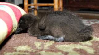 Little Cayuga Duckling at Two Weeks Old [upl. by Eciram]