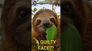 The truth about sloths and why they’re so relaxed wildlife animalfacts animalfunny comedy [upl. by Yecac]