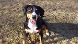 Entlebucher Sennenhund quotCaya von Afkatquot  Teil 2 [upl. by Hubert]