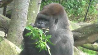 Silverback gorilla and cute baby gorilla share some lunch [upl. by Esile]