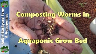 Composting worms in Aquaponic grow bed [upl. by Linzer116]