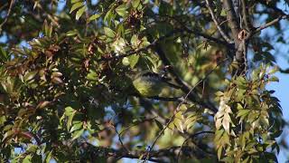 Western Tanager in New York [upl. by Inverson]