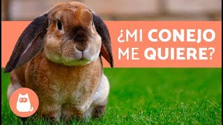 ¿Cómo saber si mi conejo ME QUIERE 🧡 5 SEÑALES [upl. by Lraed]