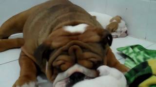 The cutest English bulldog puppy video you will ever see [upl. by Eyot851]