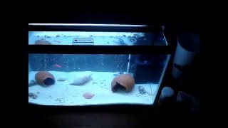 10 gallon freshwater setup blue lobsters tank [upl. by Ajit451]