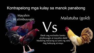 online sabong tips kontra pelo manok panabong [upl. by Galang]