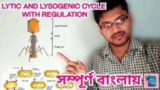 Lytic And Lysogenic Cycle and Regulation In Bengali lytic lysogenic [upl. by Selway]