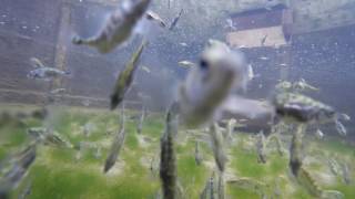 Sticklebacks loving gopro [upl. by Lletnwahs]