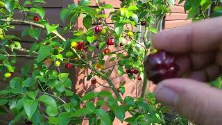 Black Suriname cherry Eugenia Uniflora Delicious productive Must grow GrowFood [upl. by Ricard813]