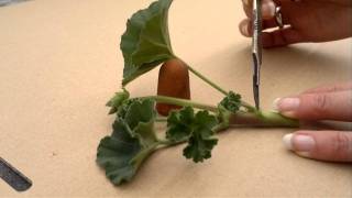 How to take pelargoniumgeranium cuttings [upl. by Yrovi272]