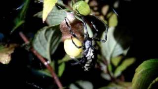 Argiope Aurantia Making Egg Sac 5 FINISHING EGG LAYING [upl. by Entwistle108]