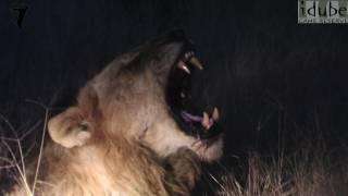 Great Lion Roar  Awesome Sound [upl. by Ennyroc]