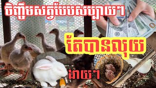 ចិញ្ចឹមសត្វបែបសប្បាយៗ តែចំណូលមិនដាច់ [upl. by Refiffej]