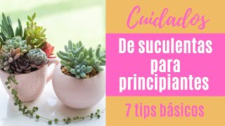 👩🏼‍🌾 Cómo cuidar tus suculentas 7 tips básicos PARA PRINCIPIANTES [upl. by Scharaga]