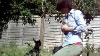 Toy Manchester Terrier Target Training [upl. by Golter]