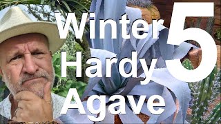 Tropical Gardens UK Top Five Agave for Cold Wet Winter Hardiness [upl. by Ecnarual]