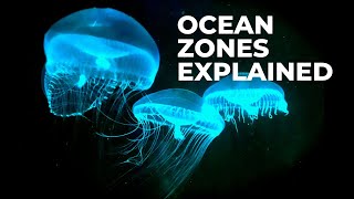 Ocean Zones — EXPLAINED [upl. by Alisander]